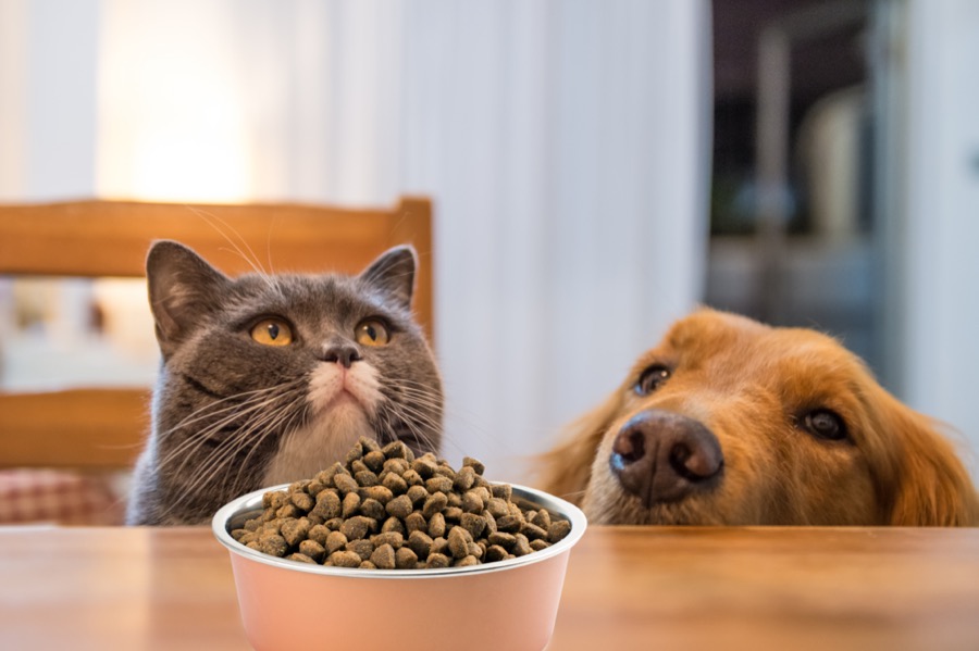 Crokeo Croquettes Sur Mesure Pour Chiens Et Chats En Suisse